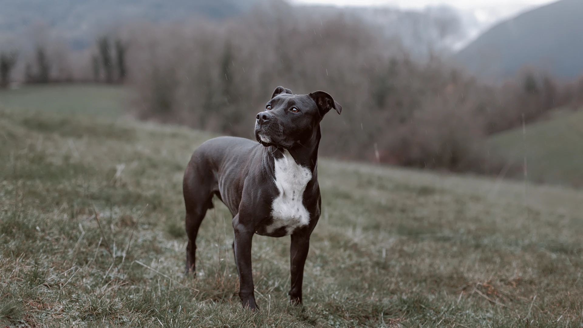 photo d'un chien dans la nature, Jura